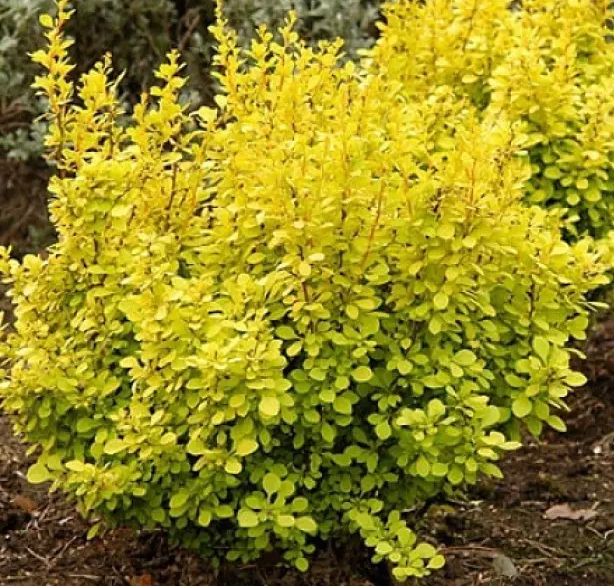 Барбарис тунберга АУРЕА