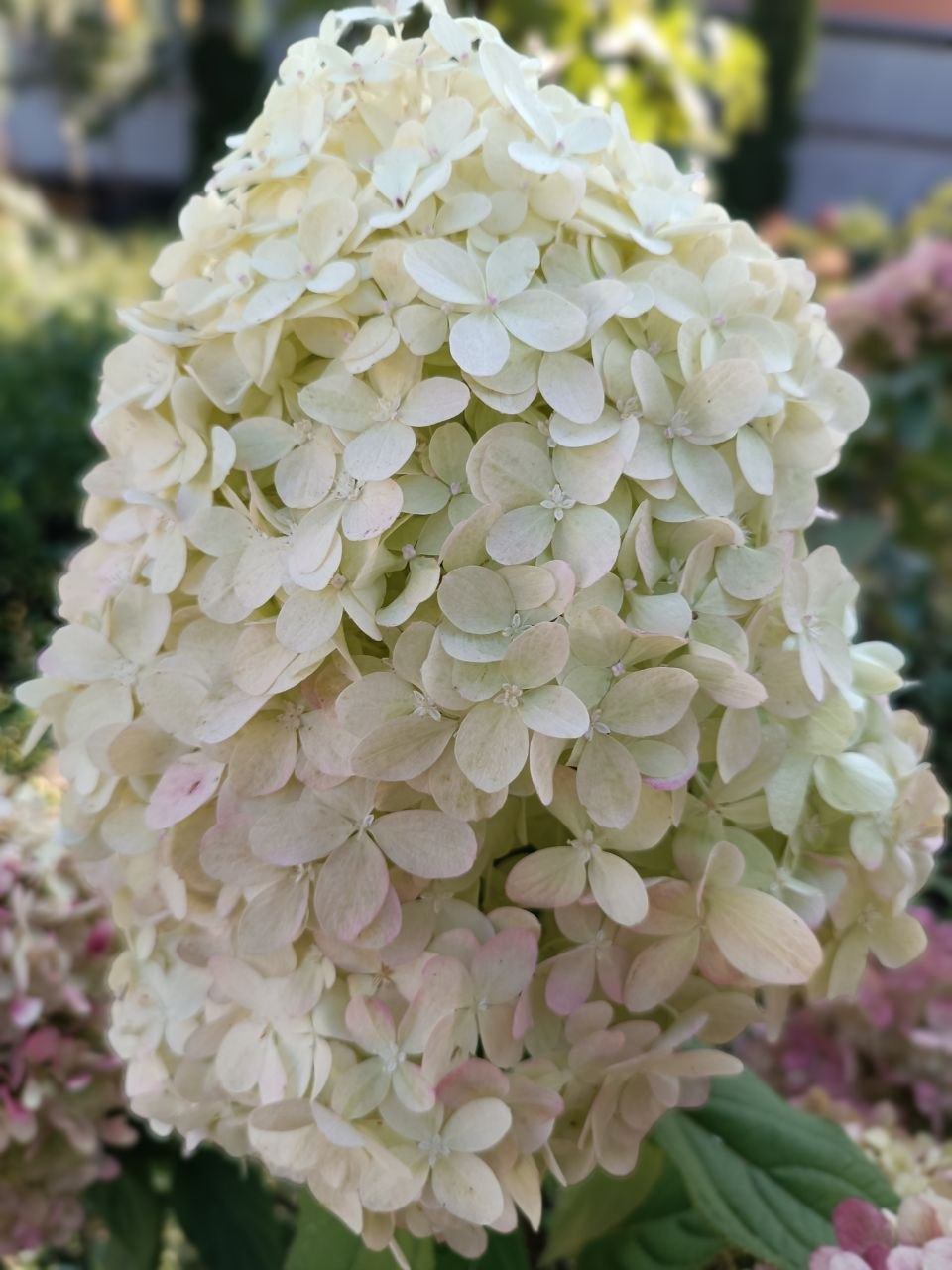 Гортензия Фантом