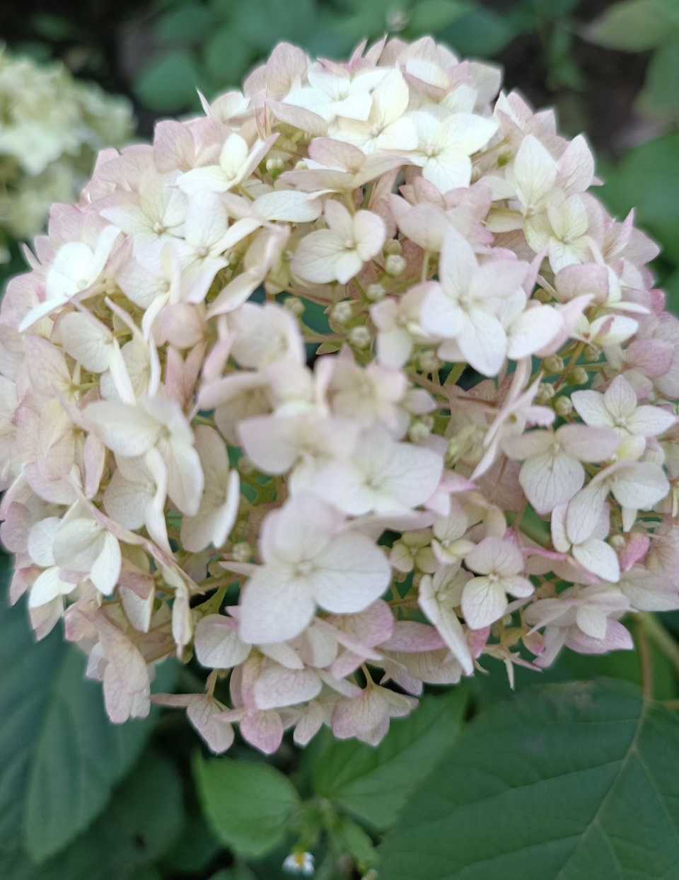 Гортензия маршмеллоу