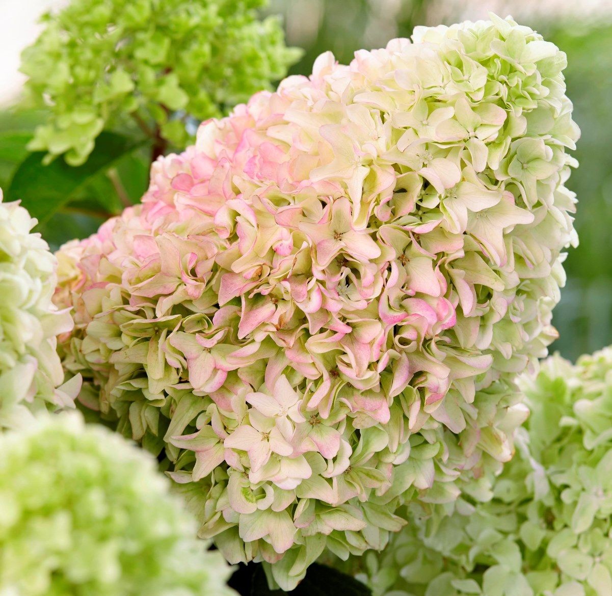 литл фреско