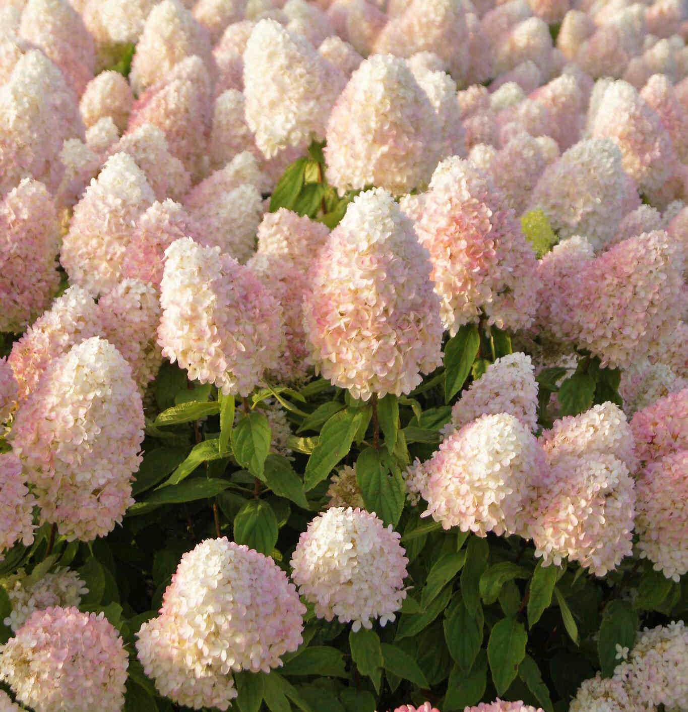 мэджикл свит саммер